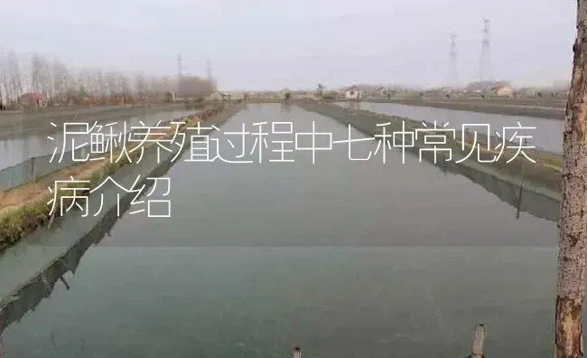 泥鳅养殖过程中七种常见疾病介绍 | 淡水养殖