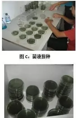 水产养殖水体弧菌实用检测方法