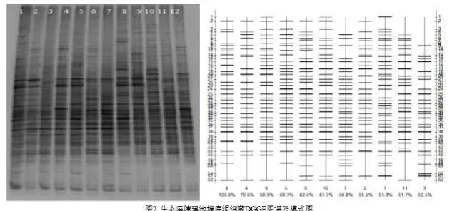 异育银鲫精养池塘底泥菌群多样性对鳃出血等疾病的影响初探