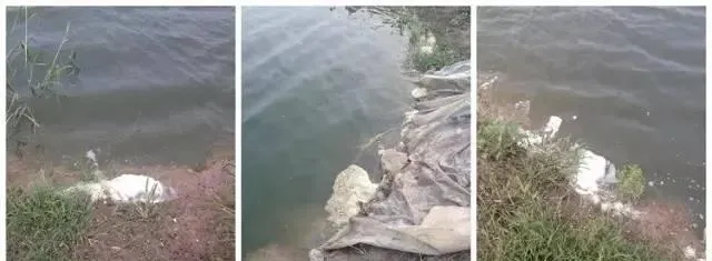高温雨季南美白对虾池塘管理要点