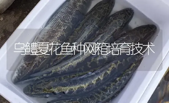 乌鳢夏花鱼种网箱培育技术 | 淡水养殖