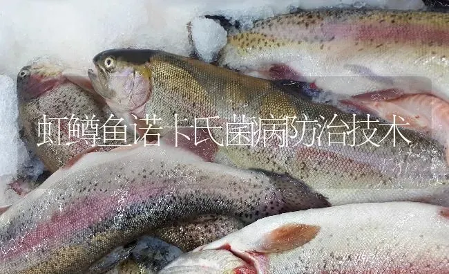 虹鳟鱼诺卡氏菌病防治技术 | 淡水养殖