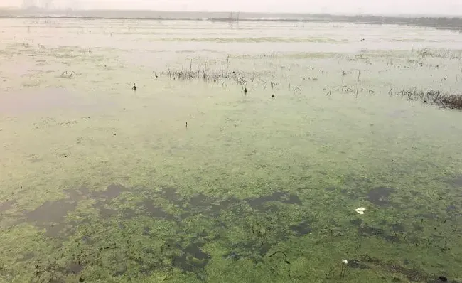 纠结｜小龙虾塘里的青苔到底杀不杀？