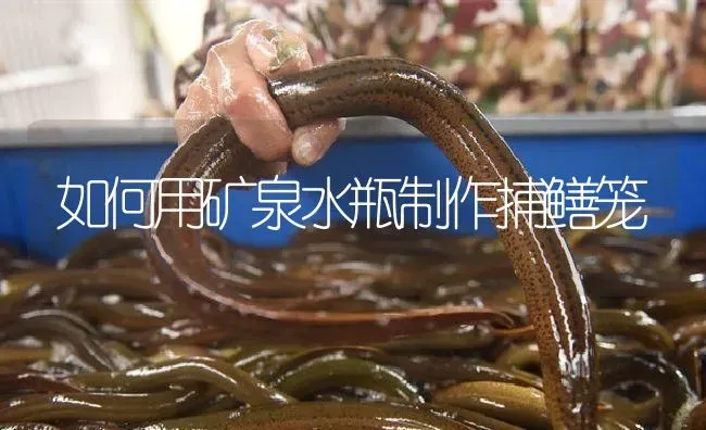 如何用矿泉水瓶制作捕鳝笼 | 淡水养殖