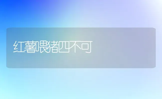 红薯喂猪四不可 | 家畜养殖