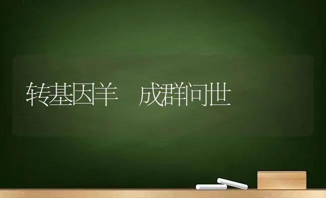 转基因羊 成群问世 | 家畜养殖