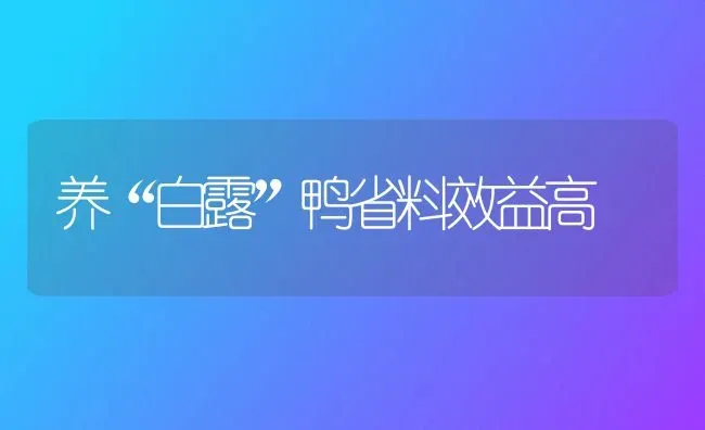 养“白露”鸭省料效益高 | 家禽养殖