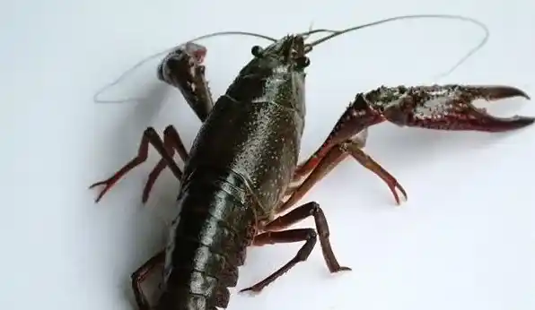如何提高小龙虾的存活率? | 养殖动物技术