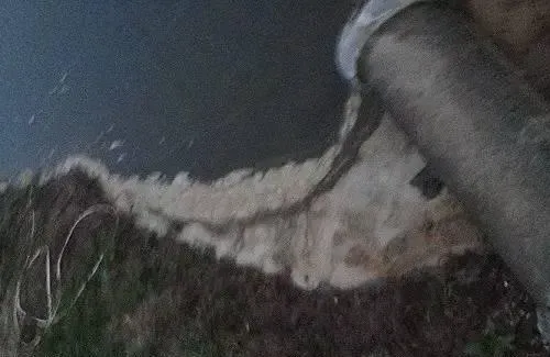 高温雨季南美白对虾池塘管理要点