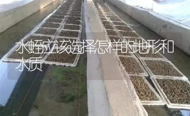 水蛭应该选择怎样的地形和水质 | 特种养殖