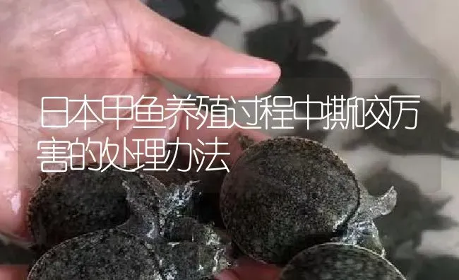 日本甲鱼养殖过程中撕咬厉害的处理办法 | 淡水养殖