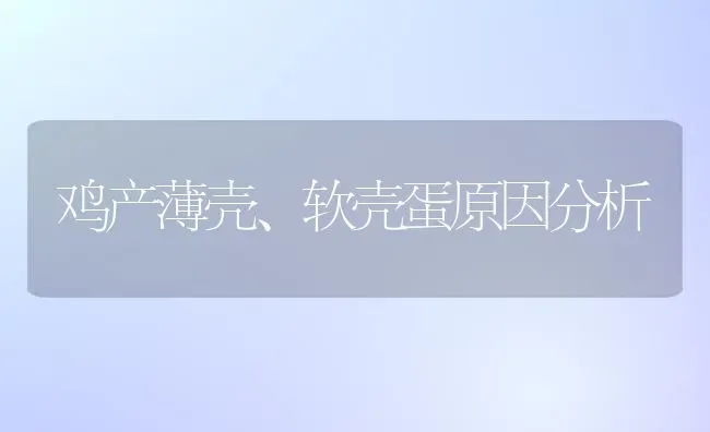 鸡产薄壳、软壳蛋原因分析 | 家禽养殖