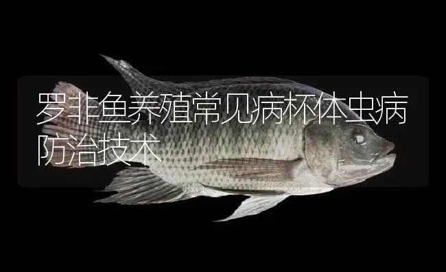 罗非鱼养殖常见病杯体虫病防治技术 | 淡水养殖