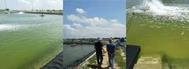 决胜尾茬对虾养殖，热点和难点都在“控菌和解毒”上！