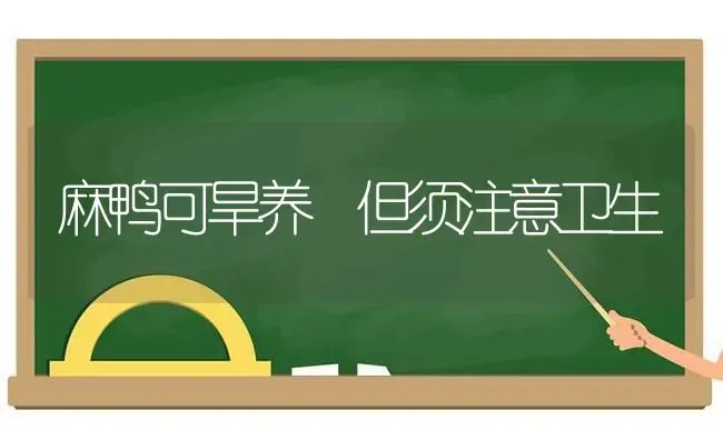 麻鸭可旱养 但须注意卫生 | 家禽养殖