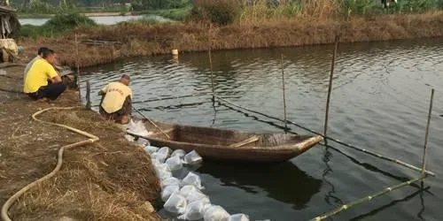 冷雨天气温度14.6℃的环境下南美白对虾仍能正常吃料