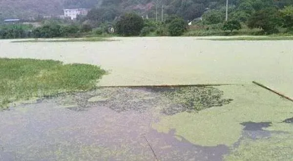 增氧增产，是养蟹必由之路！这篇文章把溶解氧都讲透了，快收藏！