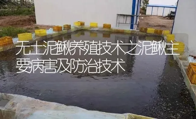 无土泥鳅养殖技术之泥鳅主要病害及防治技术 | 淡水养殖