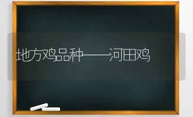 地方鸡品种——河田鸡 | 家禽养殖