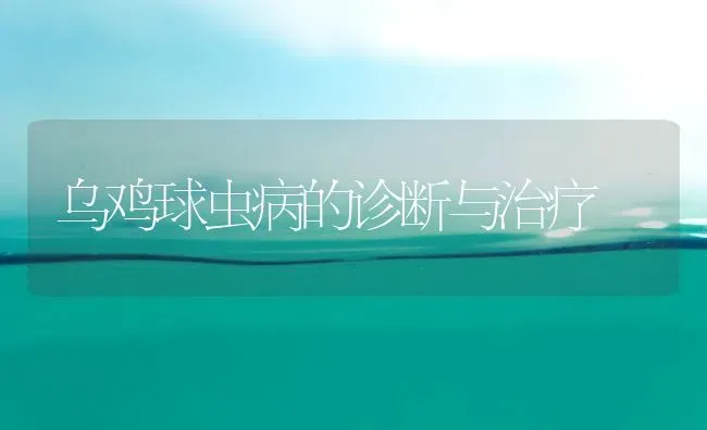 乌鸡球虫病的诊断与治疗 | 家禽养殖