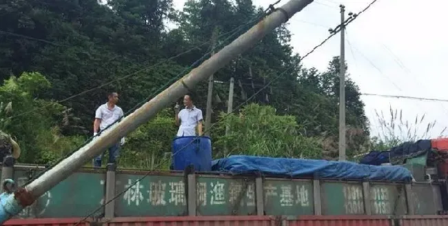 吴海兵，热水鱼突破100万斤，创江西网箱草鱼新纪录