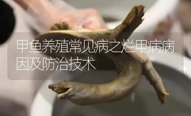 甲鱼养殖常见病之烂甲病病因及防治技术 | 淡水养殖