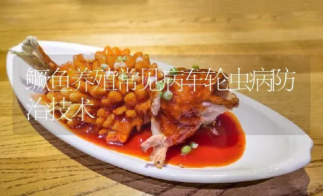 鳜鱼养殖常见病车轮虫病防治技术 | 淡水养殖