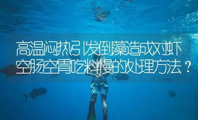 高温闷热引发倒藻造成对虾空肠空胃吃料慢的处理方法？ | 海水养殖