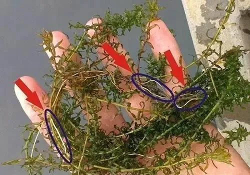 河蟹塘里的草根发黑别心慌 “超能粒”来帮您忙