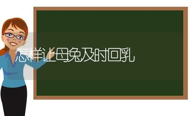 怎样让母兔及时回乳 | 家畜养殖