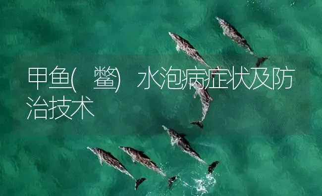 甲鱼(鳖)水泡病症状及防治技术 | 养殖病虫害防治