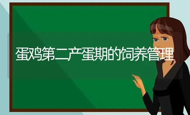 蛋鸡第二产蛋期的饲养管理 | 家禽养殖