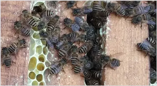 春天蜂太少如何快速繁殖？ | 动物饲养方法