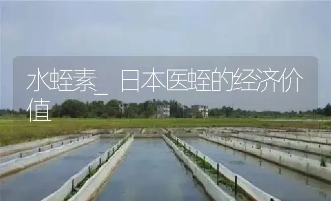 水蛭素_日本医蛭的经济价值 | 特种养殖