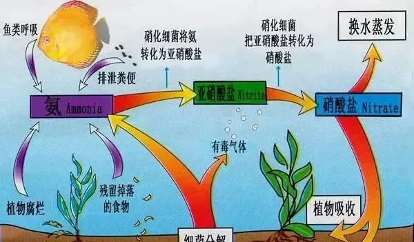 越冬池塘养殖南美白对虾需要注意的事项