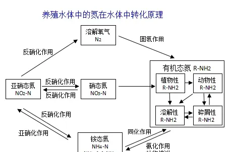 氨氮这个指标好弄却经常反弹，控制不好的话，鱼虾蟹养殖如履薄冰