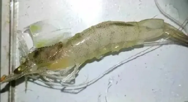 死亡率高达95%的纤毛虫病，先搞清楚原因，防治其实没那么难