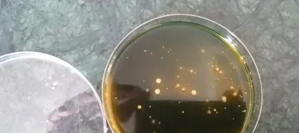 南美白对虾塘弧菌或革兰氏阴性菌超标解决办法