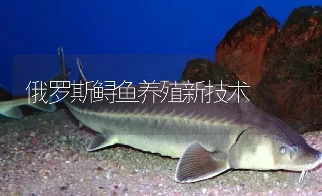 俄罗斯鲟鱼养殖新技术 | 淡水养殖