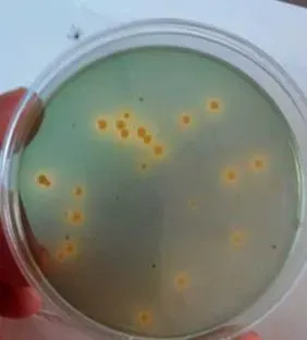南美白对虾塘弧菌或革兰氏阴性菌超标解决办法