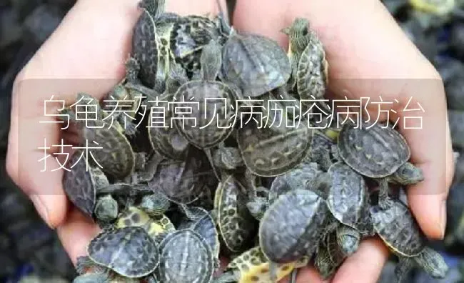 乌龟养殖常见病痂疮病防治技术 | 淡水养殖