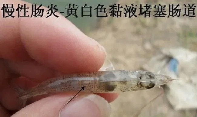 淡水鱼白对虾黄鳝河蟹四个品种肠炎病的防控方法