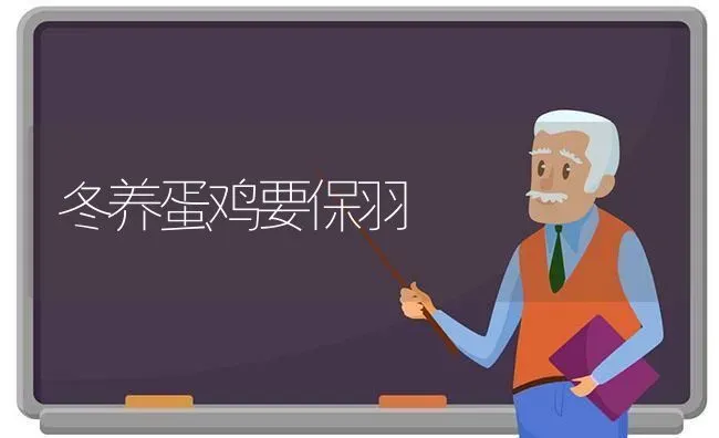 冬养蛋鸡要保羽 | 家禽养殖