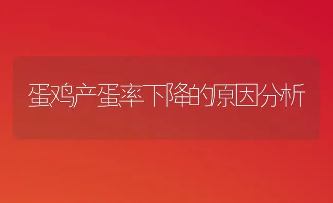 蛋鸡产蛋率下降的原因分析 | 家禽养殖