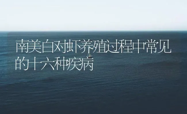 南美白对虾养殖过程中常见的十六种疾病 | 海水养殖