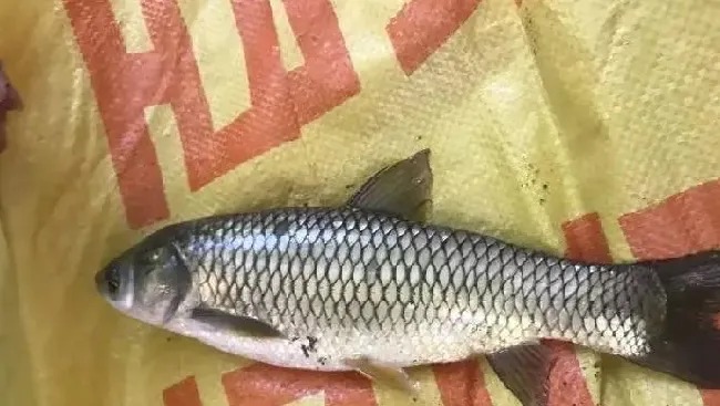 草鱼肝胆病与气泡病并发处理一例分享