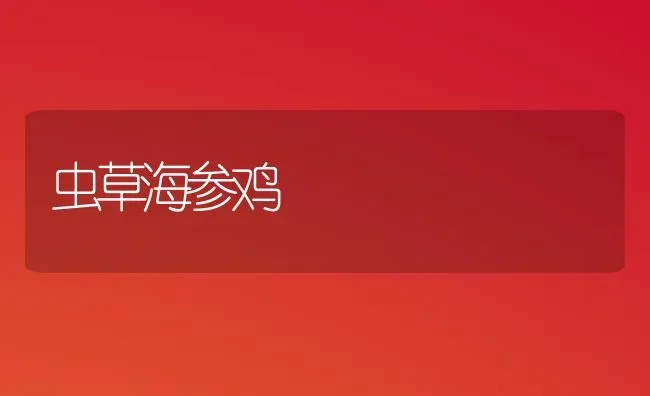 虫草海参鸡 | 家禽养殖