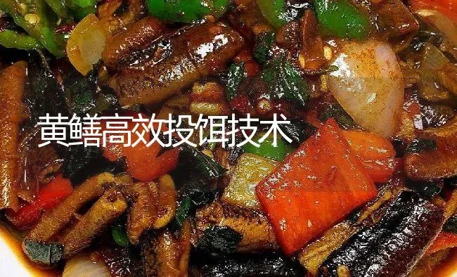 黄鳝高效投饵技术 | 淡水养殖