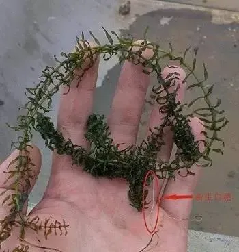 河蟹塘里的草根发黑别心慌 “超能粒”来帮您忙