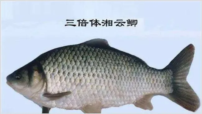 鲫鱼有哪些品种 | 动物养殖技术